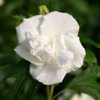 Jeanne d’Arc Rose of Sharon Double White Hibiscus Shrub