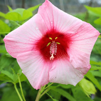Hardy Lady Baltimore hibiscus bloom