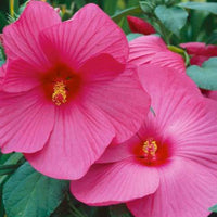 Hibiscus 'Luna Rose'