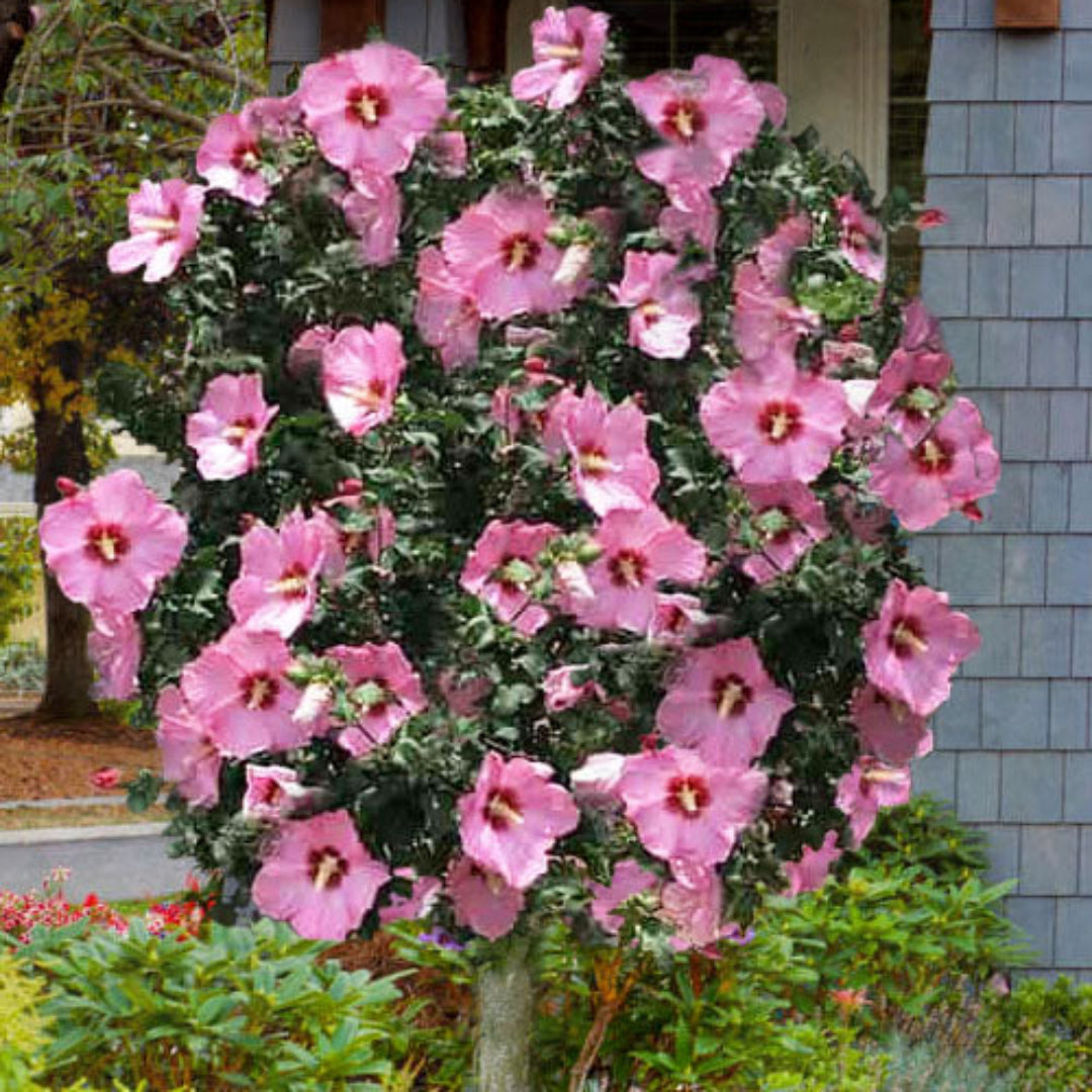 Aphrodite Althea tree form