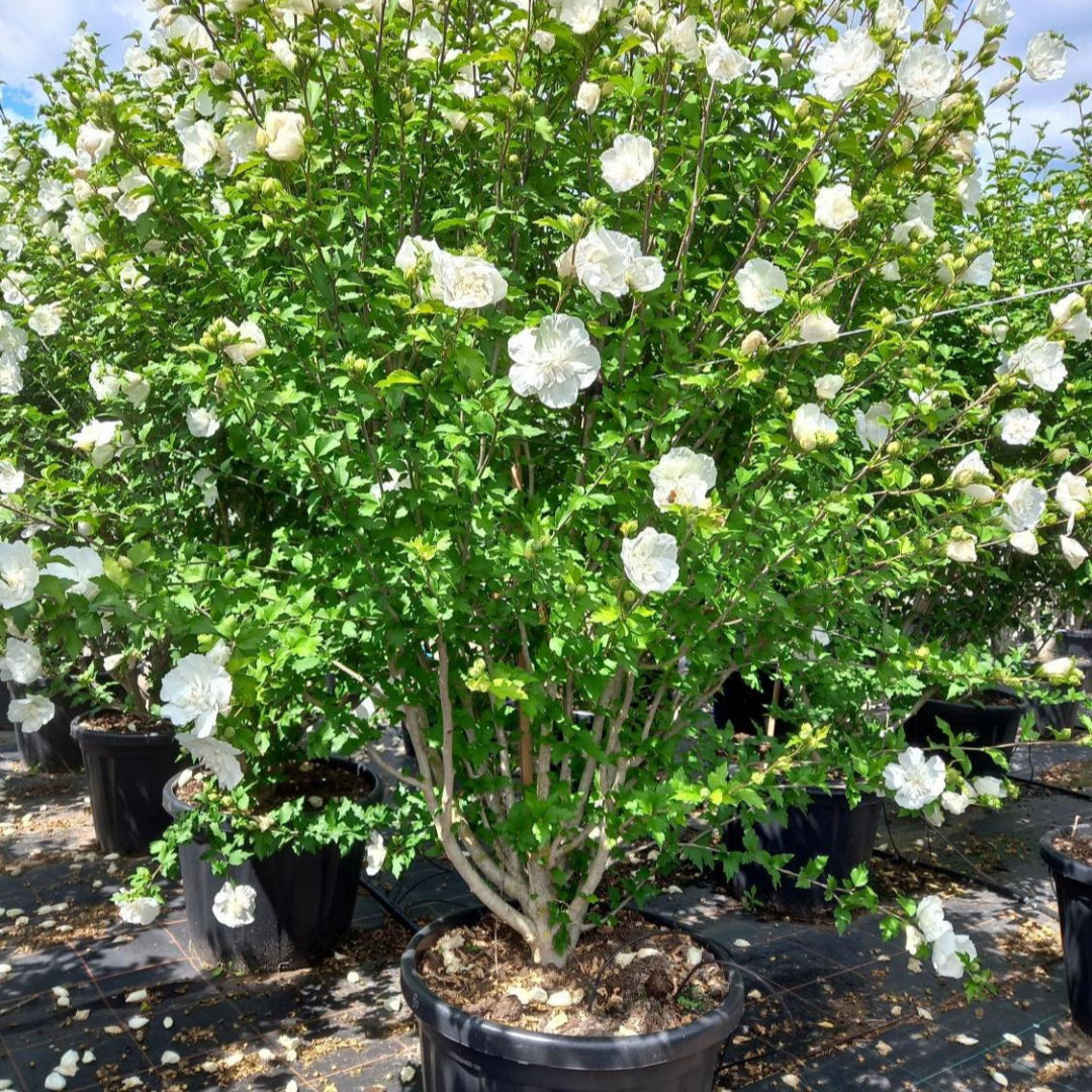 White Chiffon Hibiscus