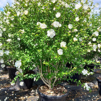 White Chiffon Hibiscus