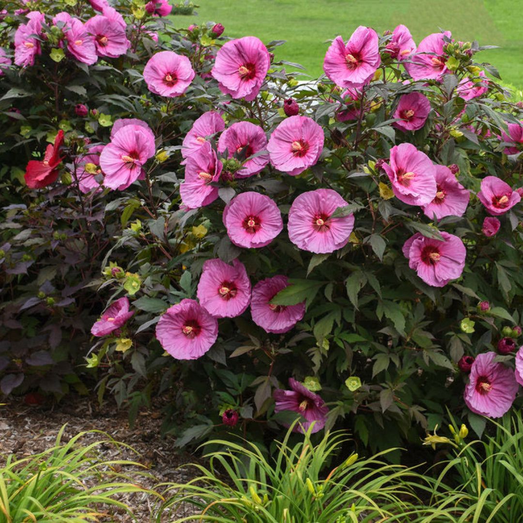Hibiscus Summerific® &