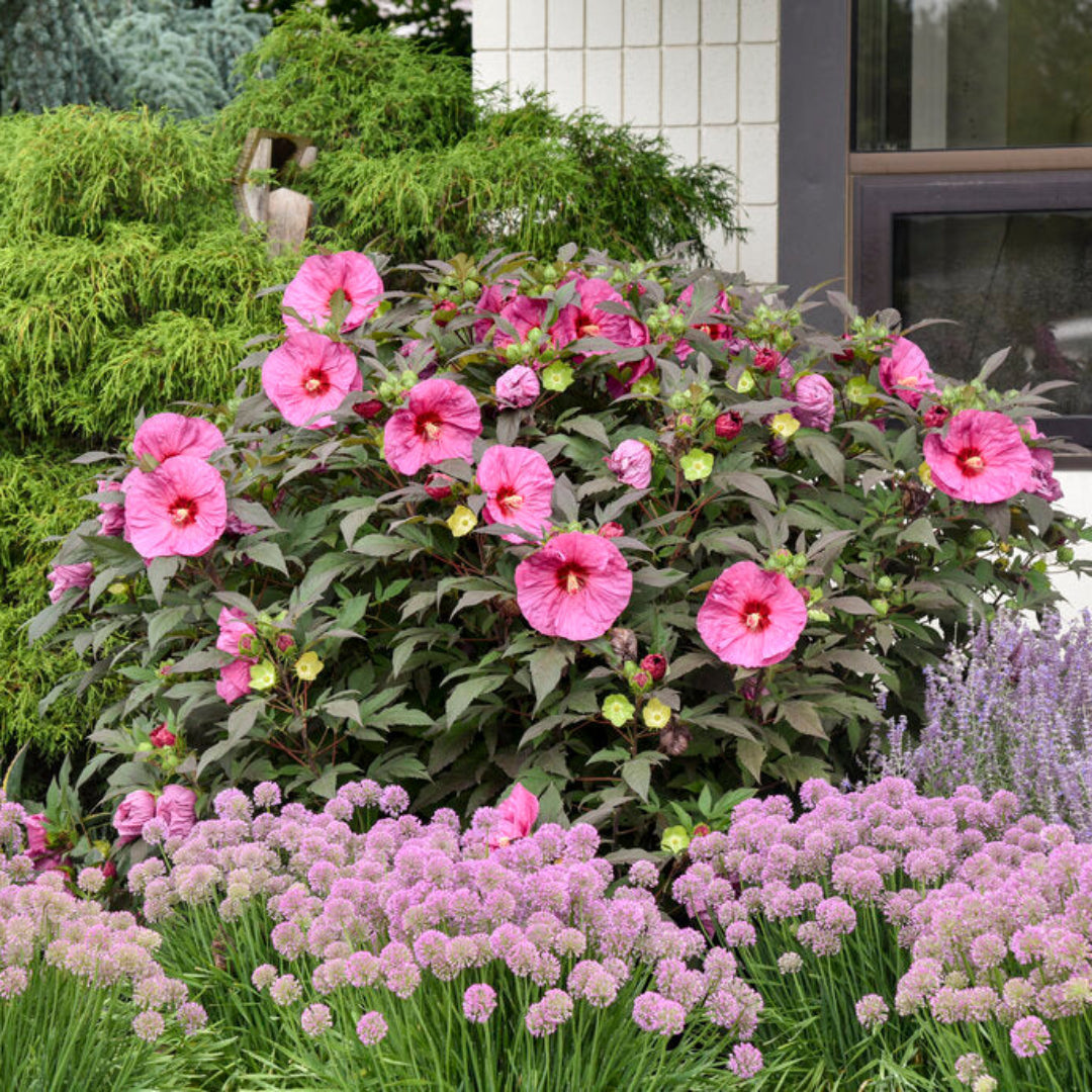 Hibiscus Berry Awesome