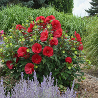 Hibiscus Cranberry Crush
