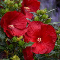Hibiscus Cranberry Crush