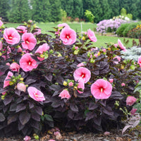 Hibiscus Summerific 'Edge of Night'