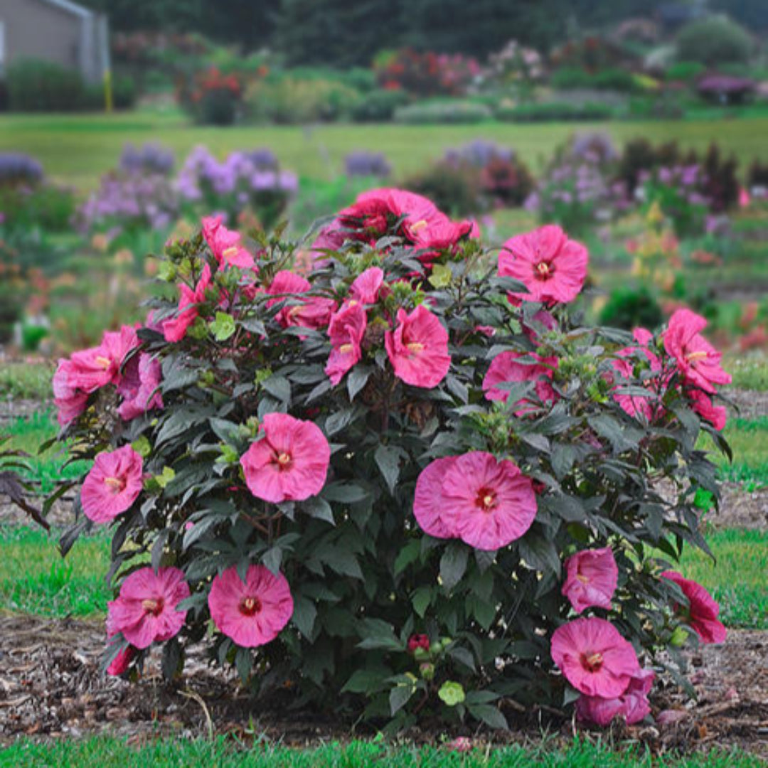 Hibiscus Summerific® &