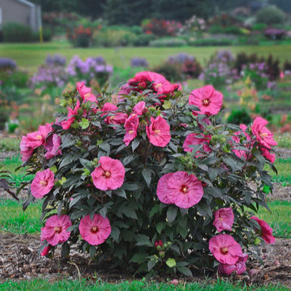 Hibiscus Summerific® &