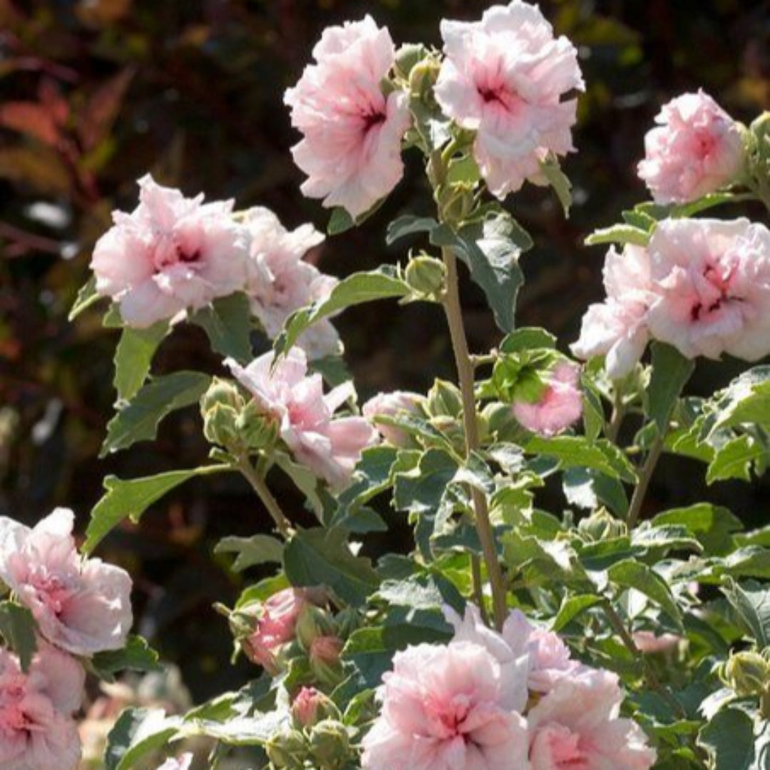 Strawberry Smoothie Hibiscus