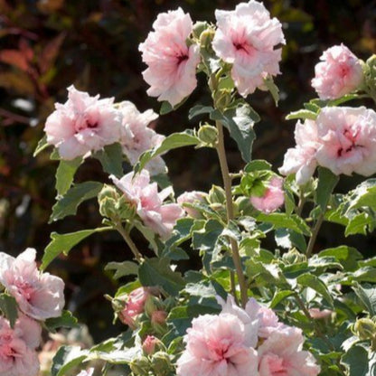 Strawberry Smoothie Hibiscus
