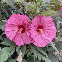 Hibiscus Berry Awesome