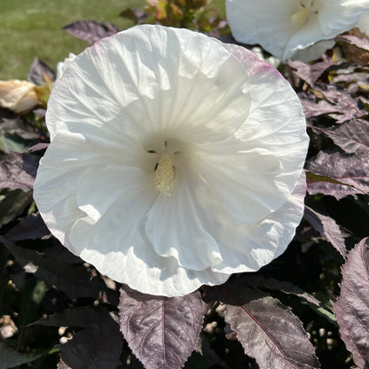 Hibiscus Summerific &