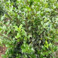 Mature Blue Girl Holly evergreen shrub with lush foliage and ornamental form