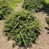 Helleri Holly
