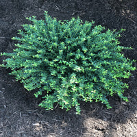 Helleri Holly