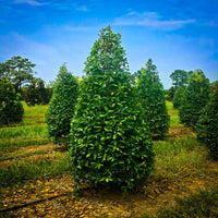 Savannah Holly tree with upright evergreen growth