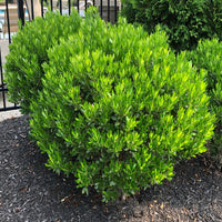 lnkberry-Shamrock Holly