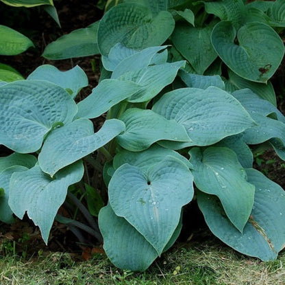 Hosta &