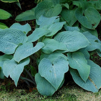 Hosta 'Blueberry Muffin'