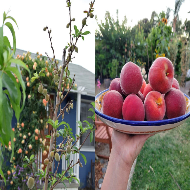 4 In 1 Peach Cocktail Tree, 4 Different Peaches On One Plant