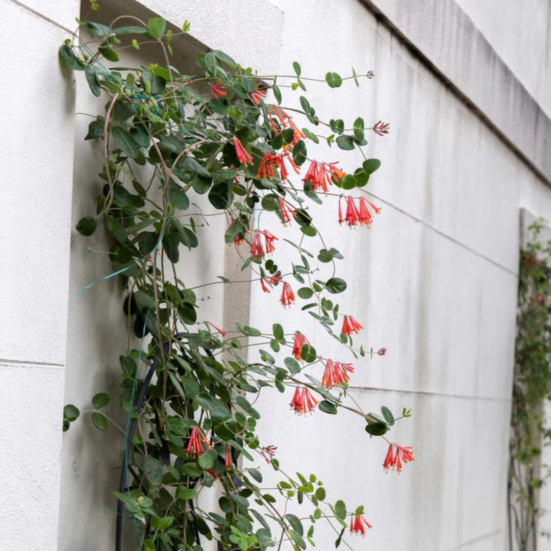 Coral Honeysuckle