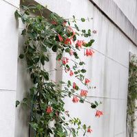 Coral Honeysuckle