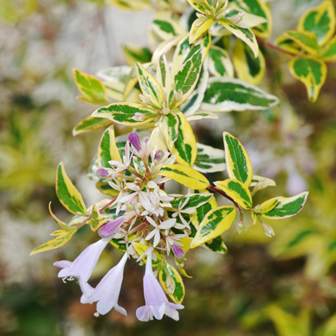 Twist of Lime Glossy Abelia