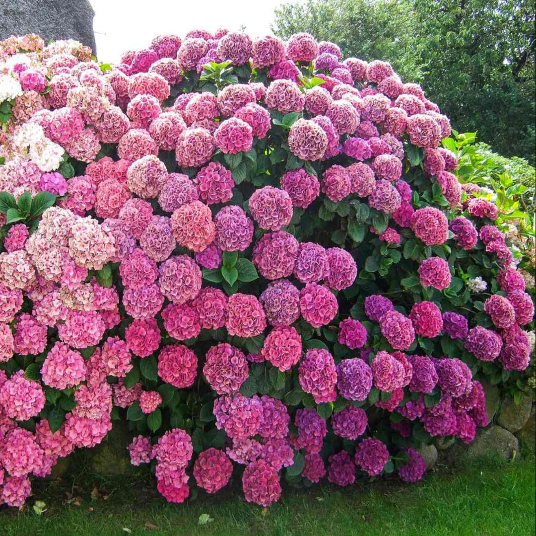 Wildenstein Hydrangea
