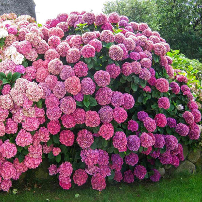 Wildenstein Hydrangea
