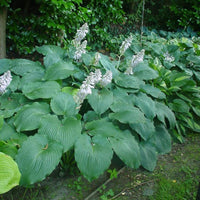 Hosta 'Blue Angel' Plantain Lily