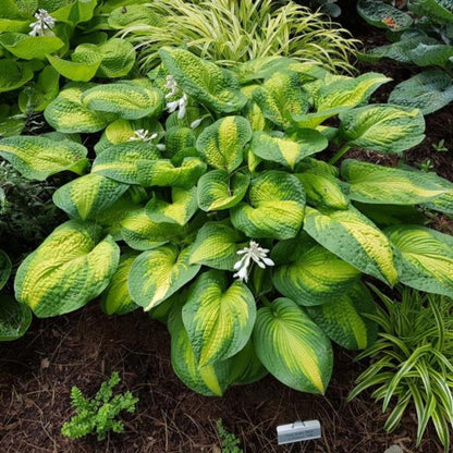 Hosta &