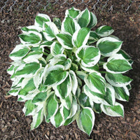 Minuteman Hosta