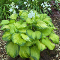 Hosta 'Stained Glass' - [EG]