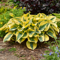 Hosta Shadowland 'Autumn Frost - [EG]