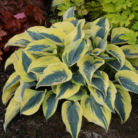 Hosta Shadowland 'Echo the Sun'