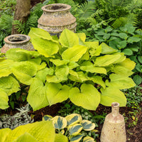 Hosta Shadowland 'Coast to Coast' - [EG]