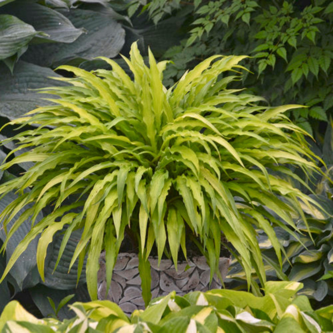 Hosta &