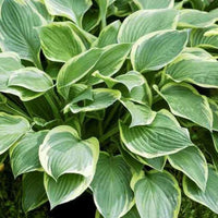 Healthy Hosta Fortunei Aureomarginata variegated leaves landscape plant