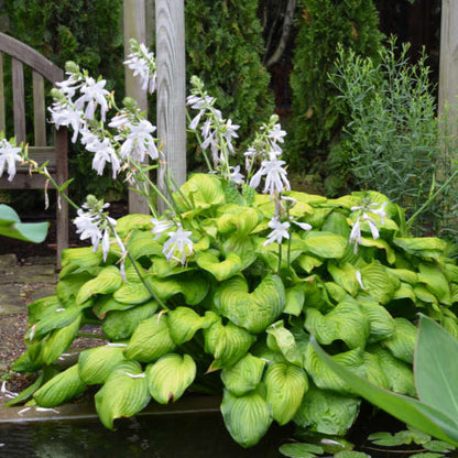 Hosta &
