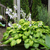Hosta 'Guacamole' Plantain Lily - [EG]