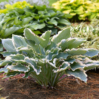 Hosta Shadowland 'Hope Springs Eternal'