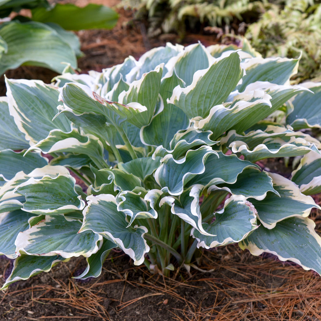 Hosta Shadowland &