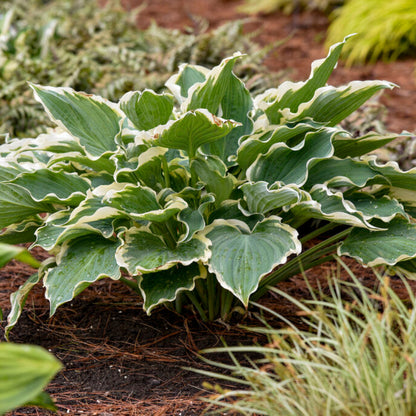 Hosta Shadowland &