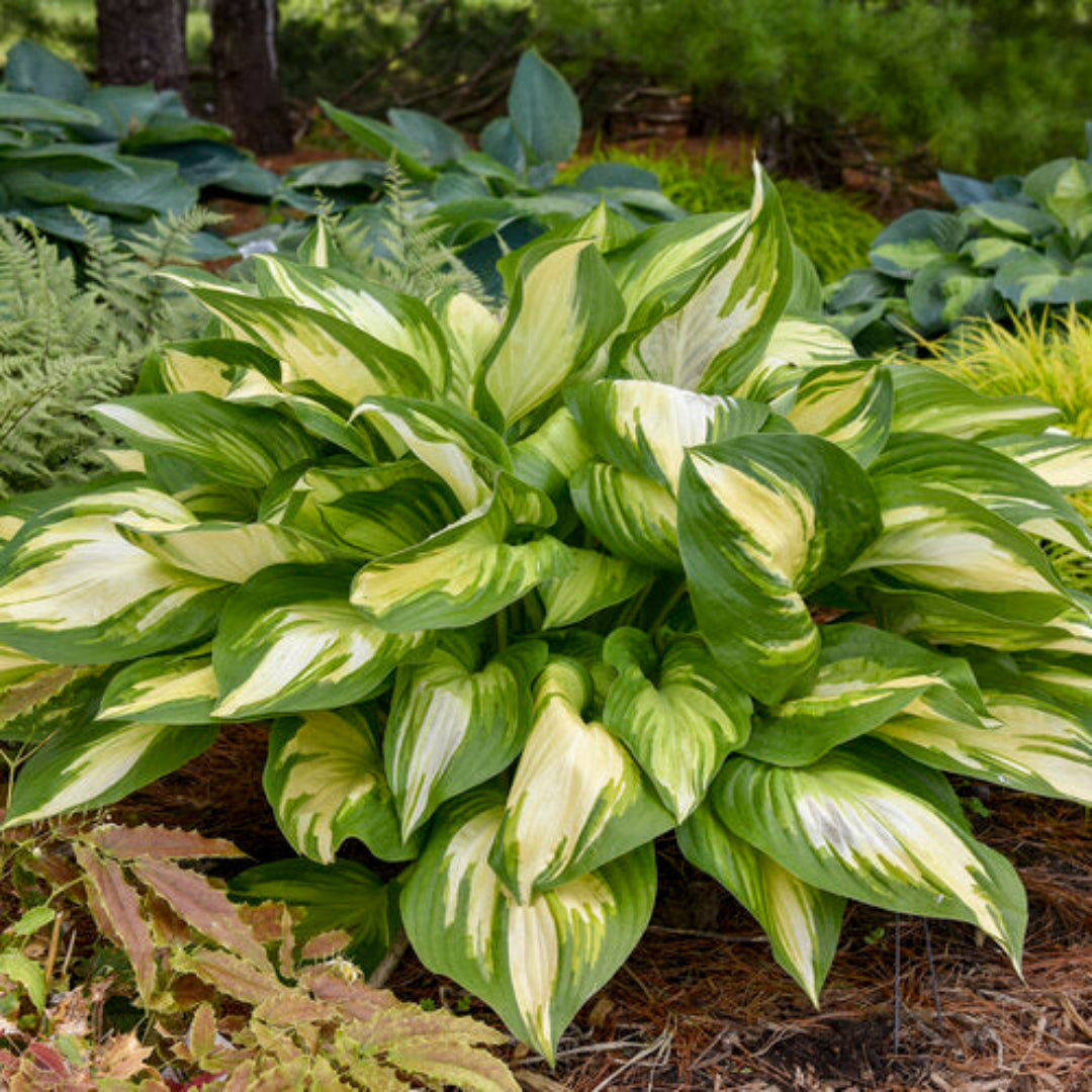 Hosta Shadowland &