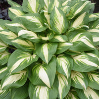 Hosta Shadowland 'Echo the Sun'