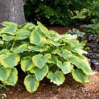 Hosta Shadowland 'Seducer' - [EG]