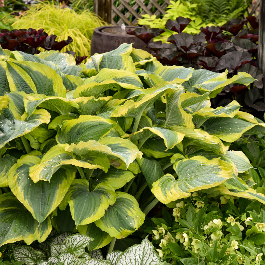 Hosta Shadowland &