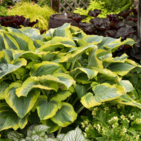 Hosta Shadowland 'Seducer' - [EG]
