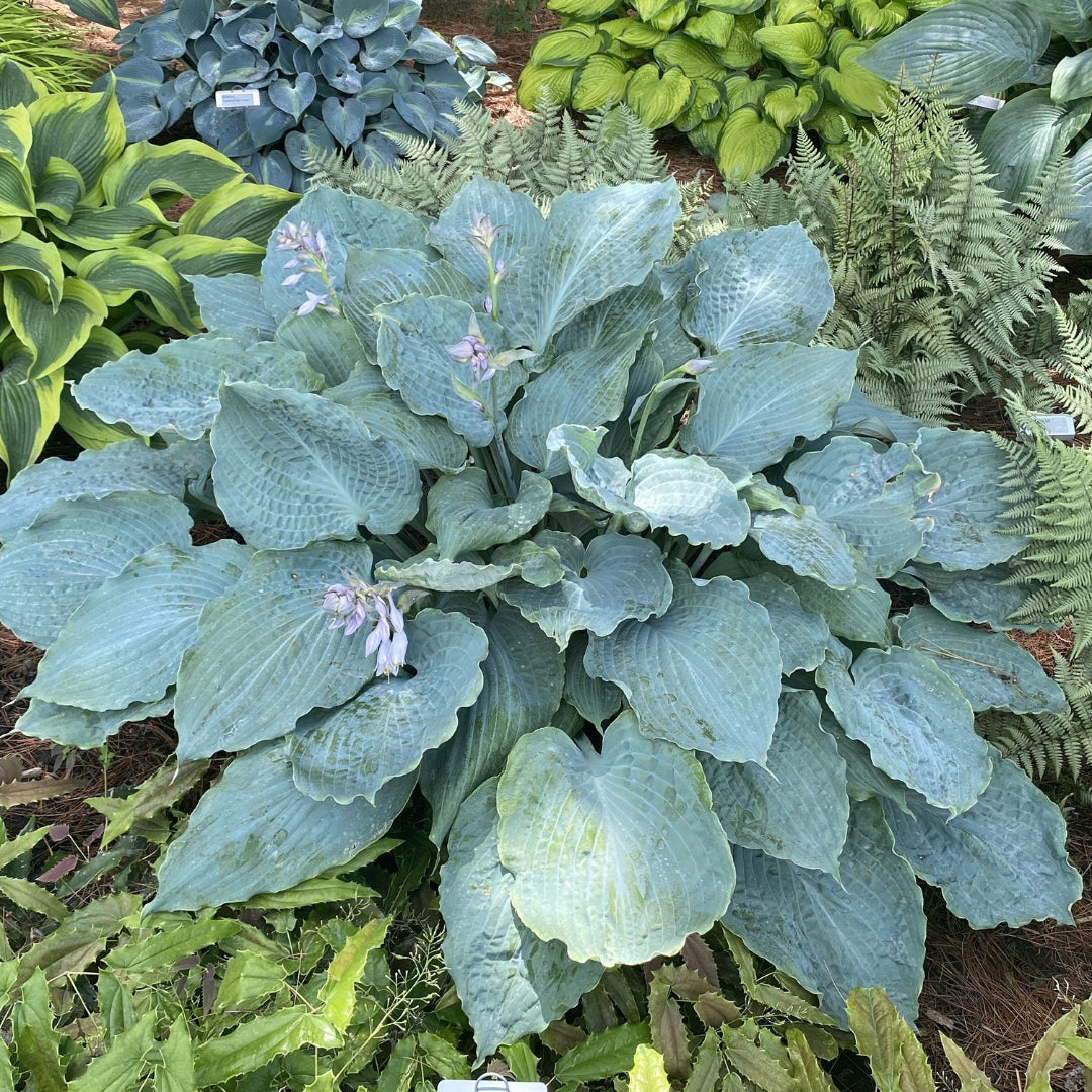 Hosta Shadowland &